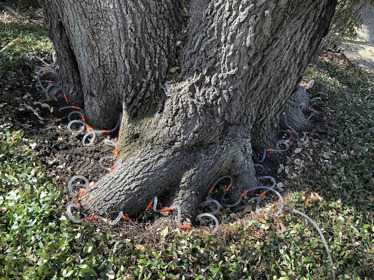 Detailed Tree Cabling and Bracing job site in Wellersburg