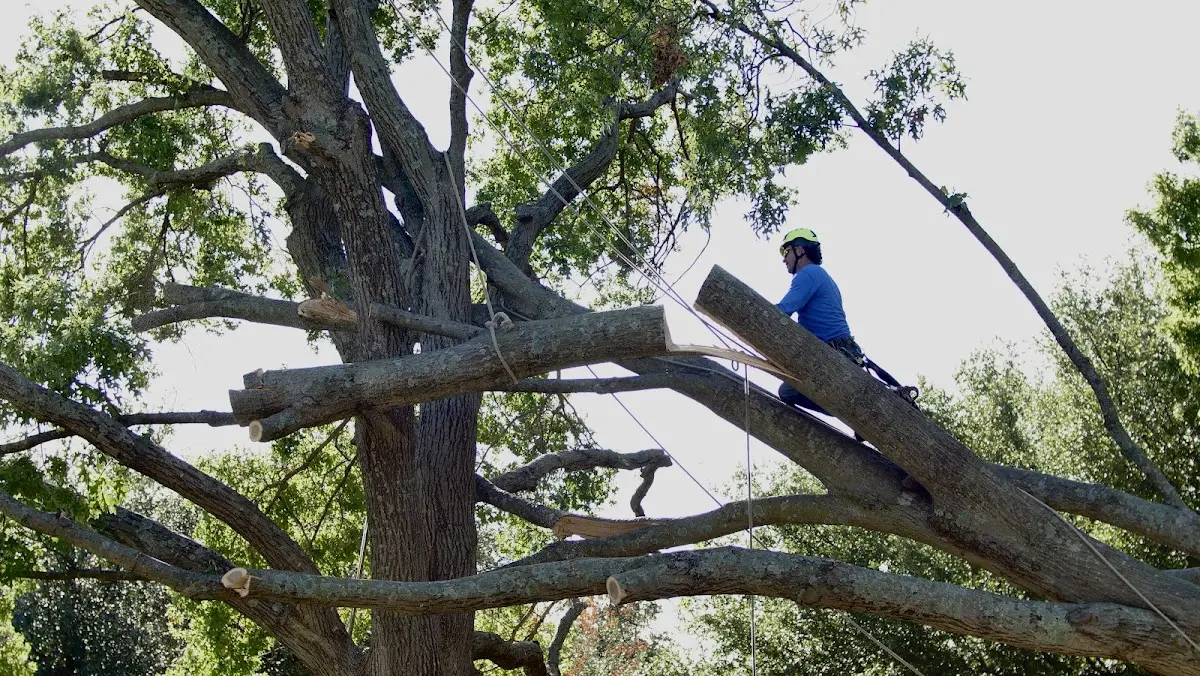 Professional Crown Thinning performed by certified arborists in Wellersburg