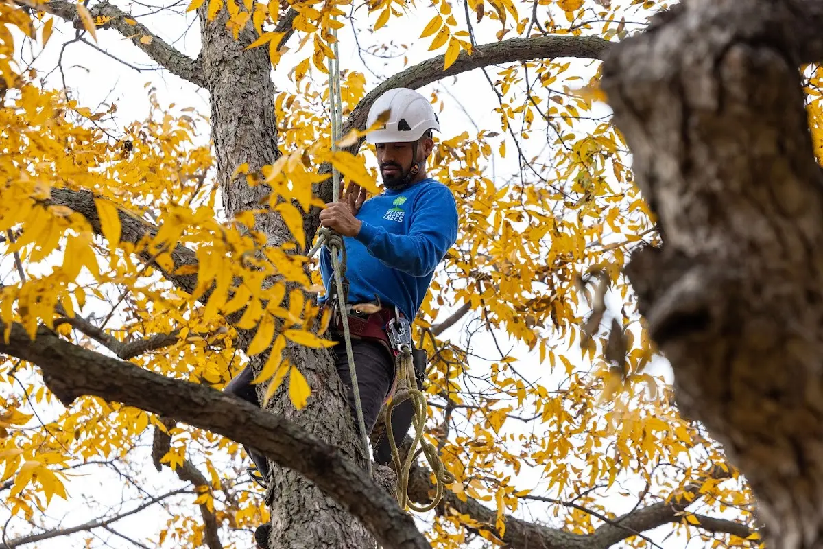 Skilled Tree Planting crew working in Wellersburg